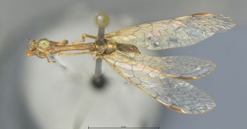 Media type: image;   Entomology 10761 Aspect: habitus dorsal view